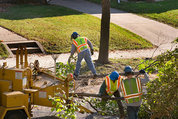 Best Hazardous Tree Removal  in Enon, OH